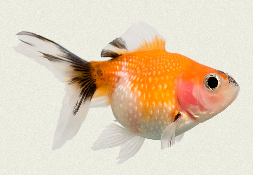 calico pearlscale goldfish